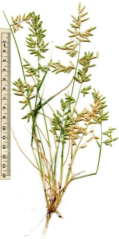  Eragrostis cilianensis